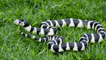 A black and white striped snake loosely coiled in short green grass with its head slightly raised