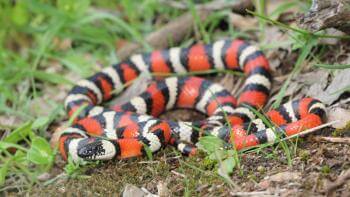A red, black, and white striped snake loosely coiled in short green grass with its head slightly raised