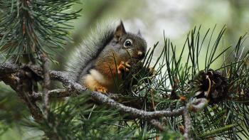 A chickaree squirrel sits in a pine tree