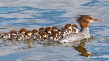 A mom Common merganser is following by her herd of chicks while swimming through water