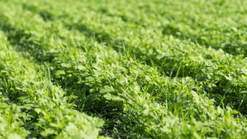 Cover Crop in rows
