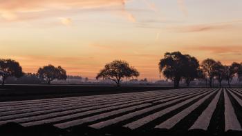 An agricultural field with row crops during sunset