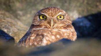 A Burrowing owl sits among a rock-like area with the sun shining on it