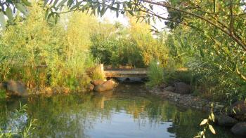 A small pond surrounded by rocks, willow trees and other green reeds, on the far side is a small wooden pedestrian bridge