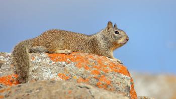 A ground squirrel sits on a rock with a blue sky in the background