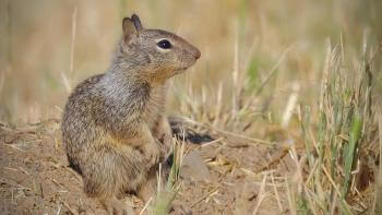 A small ground squirrel sits on a dirt mound surrounded by some leaves of short green grass, in profile facing the right