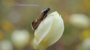 A small, thin moth with a black body and brown wings and very long antennae, sits on a light yellow flower