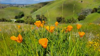 A clump of bright orange California poppies growing in green grass on a hillside with more green hills behind