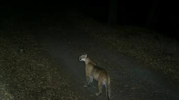A trail cam photo of a mountain lion on a wide trail lined with leaves and debris at night 