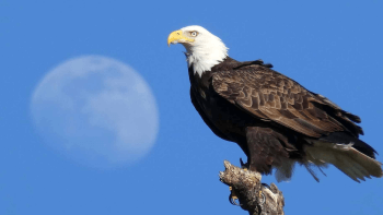 Bald eagle with a moon against a blue sky