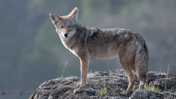 Coyote on top of a rock looking at the camera.