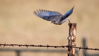 A Western blue bird pushes off and takes flight from a barbed wire fence.