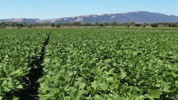 Rows of a green crop sit before the golden hills of the Bay Area