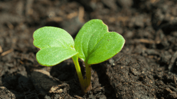 A plant sprouts from the dirt
