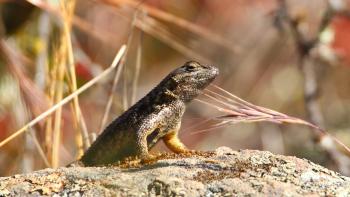 A Western fence lizard sits on a rock in the sunshine