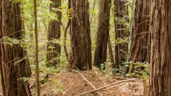 Redwood stands