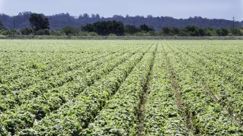 Rows of crops are at the foreground with trees and blue sky in the background