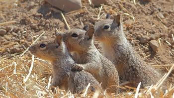 Three ground squirrels huddle together among a dirt and grassy area