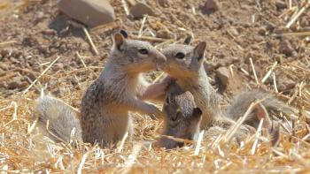 Three ground squirrels stand in a huddle in dirt and dried grass