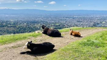 Three cows lie on a dirt trail on a green grassy hill overlooking a valley with houses below, and blue mountains in the distant horizon, under a blue sky