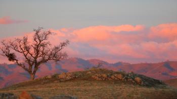 A pink and blue sunset behind pink-purple mountains and a bare tree on a grassy hill in the foreground