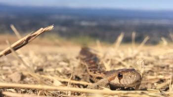 A small brown and tan gopher snake slithers towards the camera through yellow grass, looking straight at the camera