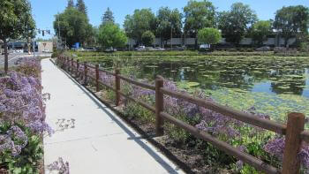 A sidewalk borders a small pond with green algae, that sites on the corner of a busy intersection. Purple flowering plants and trees line the sidewalk and border the street