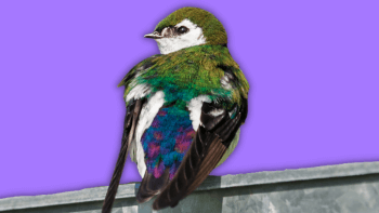 A Violet green swallow sits on top of a purple background