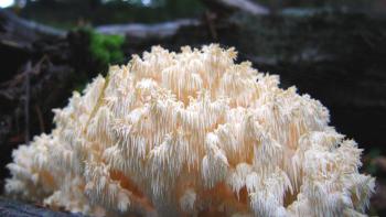A cream-colored fungus with many branches covered with tufts of hanging, toothlike spines.
