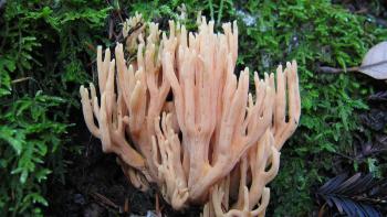 A clump of light pink fungi that resembles a coral with dozens of upturned "branches", growing out of a moss-colored area