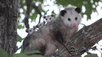 An opossum mom with her three babies on her back while climbing a tree branch