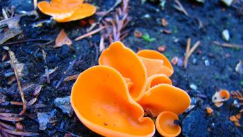 Bright orange fungus that resembles an orange peel on wet, dark soil