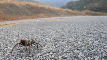 A tarantula crawls along a paved road with hills in the background.
