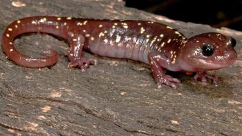 An arboreal salamander with yellow and white spots sits on a tree