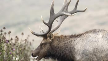 A Tule elk approaches a green plant with purple flowers