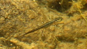 A California newt larva swims in a body of water with a golden bottom