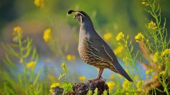 A quail sits on a piece of wood with yellow flowers in the background