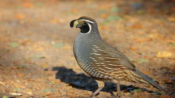 A California quail stands on the ground