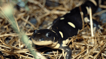 A black and yellow California tiger salamander walks along dried grass