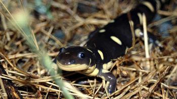 A black and yellow California tiger salamander walks on dried grass