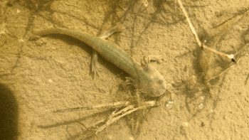 Larvae of California tiger salamander growing underwater
