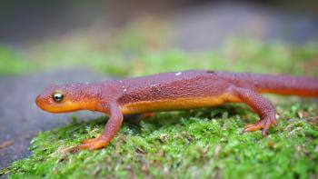 A California newt walks along a lush green area