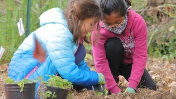 Two children work together to plant a plant in the ground