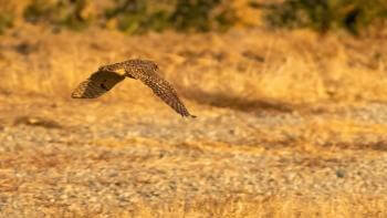 A bird flies over a field at Frantoio Grove