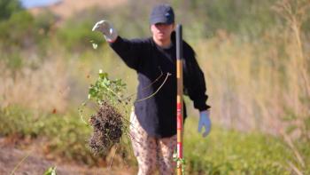 A Land Steward throws an invasive plant to the wayside