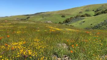 A green hill full of wildflowers with a blue sky in the background