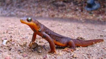 A California newt walks along the ground