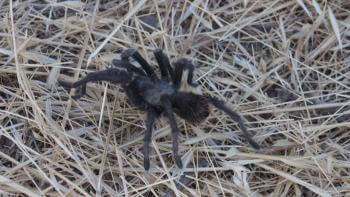 A black tarantula walks through a bed of dried grass