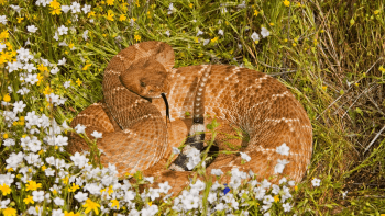 A Red diamond rattlesnake in a grassy area with wildflowers