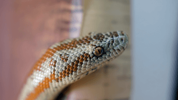 The head of a Rosy boa constrictor